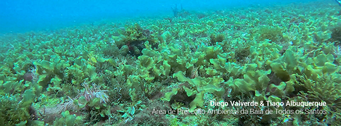 Área de Proteção Ambiental da Baía de Todos os Santos
